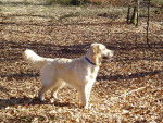 GOLDEN RETRIEVER VIKKI - Golden Retriever