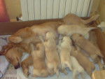 golden-rétriever Tilia et ses BB - Golden Retriever