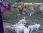 BB golden-retriever - Golden Retriever