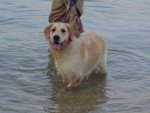 GOLDEN RETRIEVER VIKKI - Golden Retriever