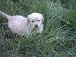 BB golden-retriever - Golden Retriever