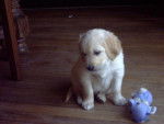 BB golden-retriever - Golden Retriever
