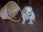 BB golden-retriever - Golden Retriever