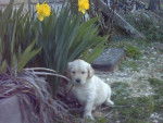BB golden-retriever - Golden Retriever