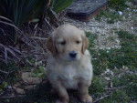 BB golden-retriever - Golden Retriever