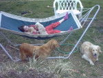 golden-rétriever Tilia et sa famille - Golden Retriever