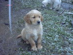 BB golden-retriever - Golden Retriever