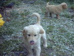 BB golden-retriever - Golden Retriever