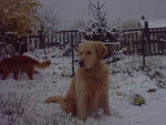 golden retriever velvet et Tilia - Golden Retriever
