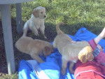 BB golden-retriever - Golden Retriever