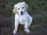 BB golden-retriever - Golden Retriever