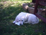 Golden retriever Chiara - Golden Retriever