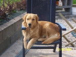 golden retriever - Golden Retriever