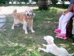 Golden retriever chiara - Golden Retriever