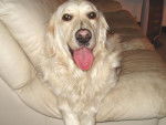 golden retriever SCOOBY - Golden Retriever
