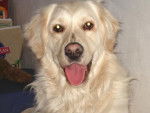 golden retriever SCOOBY - Golden Retriever