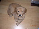Golden retriever Maïkos - Golden Retriever