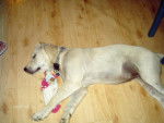 golden retriever chiara - Golden Retriever