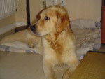 GOLDEN RETRIEVER VIKKI - Golden Retriever