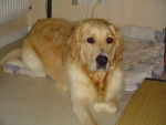 GOLDEN RETRIEVER VIKKI - Golden Retriever