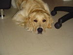 GOLDEN RETRIEVER VIKKI - Golden Retriever