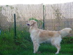 GOLDEN RETRIEVER VIKKI - Golden Retriever