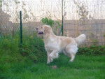 GOLDEN RETRIEVER VIKKI - Golden Retriever
