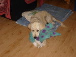 golden retriever Chiara - Golden Retriever