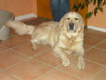 Golden retriever - Vikie - Golden Retriever