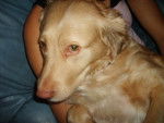 golden retriever femelle de 4 ans KEMAN - Golden Retriever (4 ans)