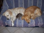 golden retriever et chaton tigré - Golden Retriever