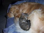 golden retriever Caly et Chanel - Golden Retriever