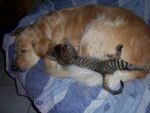 golden retriever Caly et Chanel - Golden Retriever