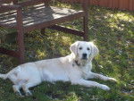 golden retriever chiara - Golden Retriever