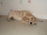 golden retriever - NASSAU - Golden Retriever