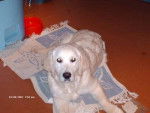 balza golden retriever - Golden Retriever