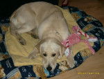 golden retriever chiara - Golden Retriever