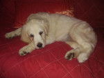 golden retriever CHAD - Golden Retriever