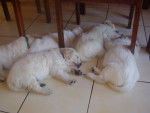 golden retriever chad et ses freres et soeur - Golden Retriever