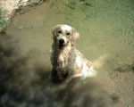 Golden Retriever - Sandy - Golden Retriever
