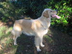 Boris, Golden Retriever 11 mois. - Golden Retriever (11 mois)