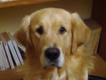 golden retriever - Golden Retriever