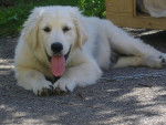Golden Retriever - Fidjy - Golden Retriever
