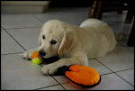 FIDJI Golden Retriever - Golden Retriever