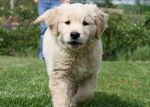 Golden Retriever_Daisy - Golden Retriever