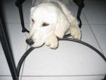 Fanny - Golden Retriever - Golden Retriever