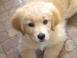 golden retriever gessie - Golden Retriever