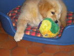 golden retriever gessie - Golden Retriever