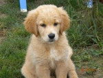 golden retriever gessie - Golden Retriever