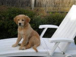 golden retriever gessie - Golden Retriever